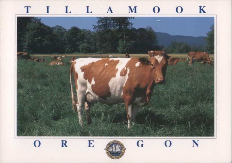 Tillamook OR Guernsey Cows in Kilchis River Valley Oregon