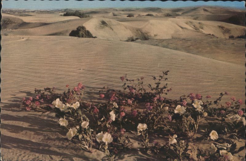 Verbenas in Sand Dunes - Desert Flowers Mike Roberts