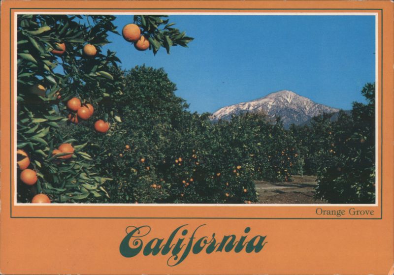 Orange Grove with Snow-Capped Mountains, California