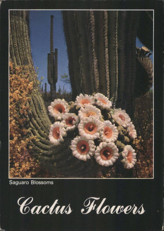 Saguaro Blossoms Cactus Flowers Darwin Van Campen Cactus & Desert Plants