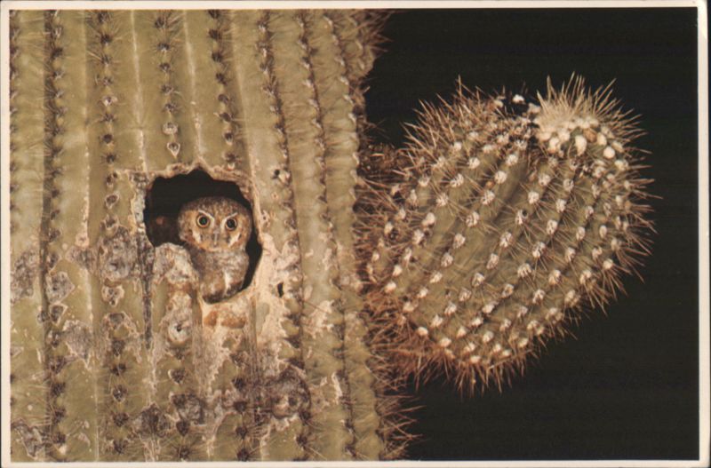Elf Owl in Saguaro Cactus Owls