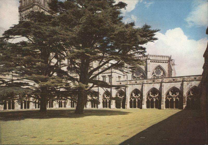 Salisbury Cathedral Cloisters & 1837 Cedar Trees United Kingdom