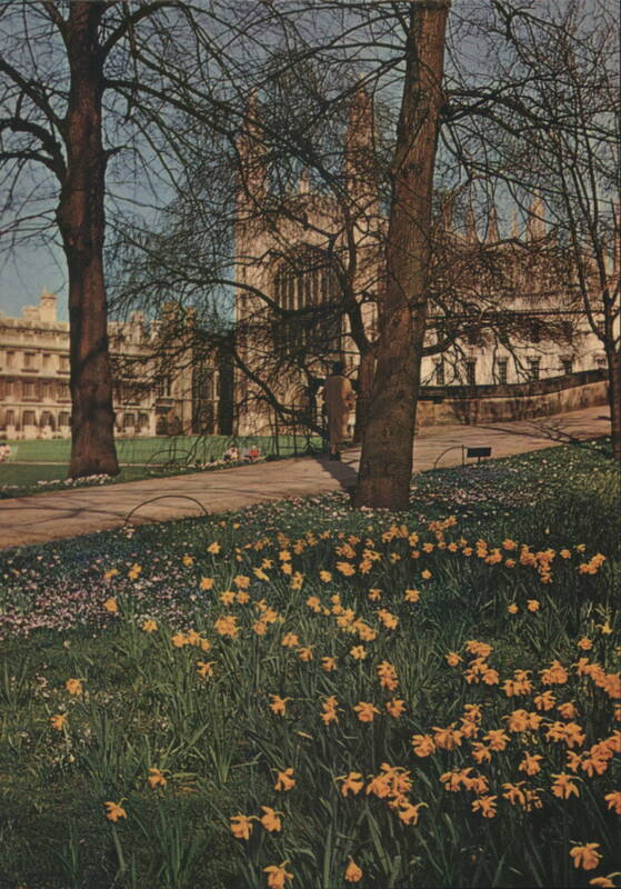 King's College Avenue, Cambridge: Daffodils United Kingdom