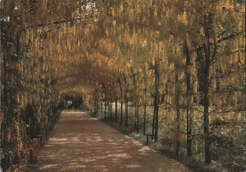Hampton Court Palace Pleached Laburnum Alley United Kingdom