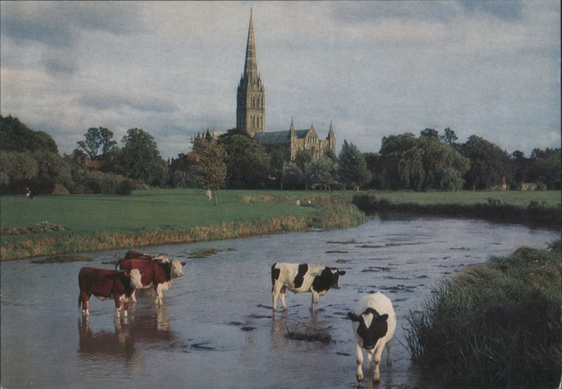 Salisbury Cathedral & River Avon, Water Meadows with Cows England