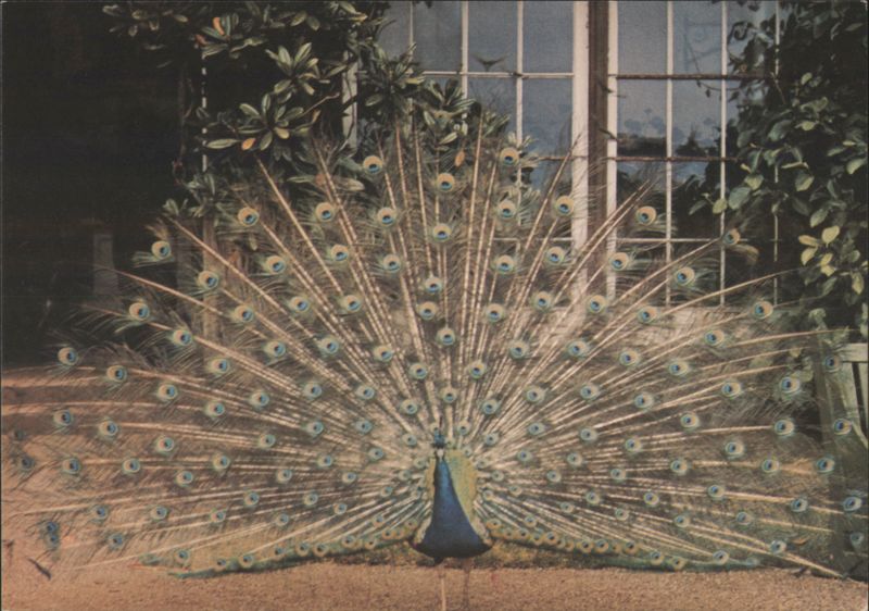 Warwick Castle - Peacock with Fanned Tail England Warwickshire