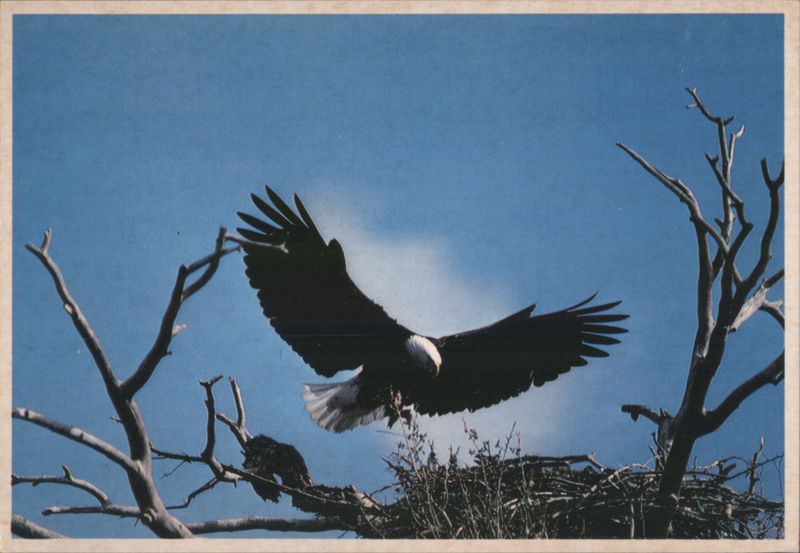 Bald Eagle Returning to Nest Ray Richardson Birds