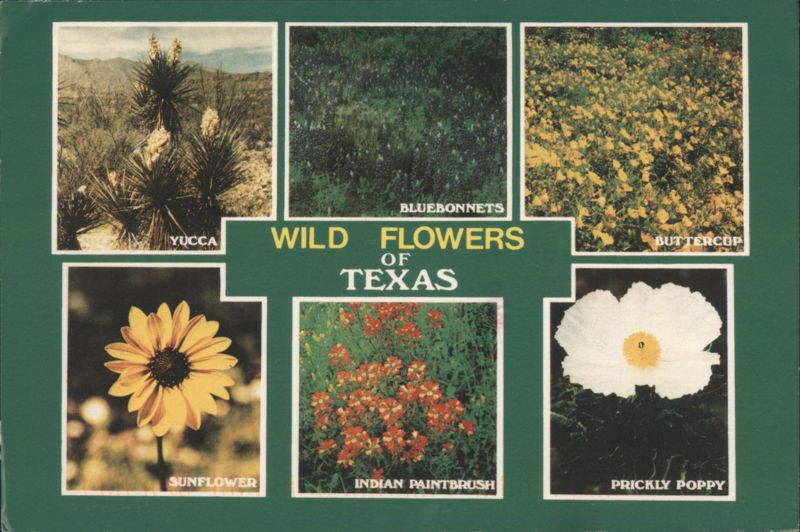 Wild Flowers of Texas - Yucca, Bluebonnets, Buttercup, Sunflower