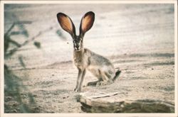 Desert Jack Rabbit with Enormous Ears Postcard