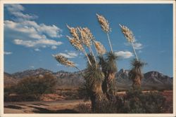 Spanish Bayonet or Desert Yucca, Desert Vegetation Postcard