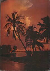 Florida Tropical Sunset Palm Trees Water Road Postcard