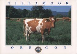Tillamook OR Guernsey Cows in Kilchis River Valley Postcard