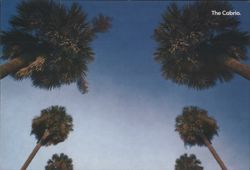 Palm Trees Blue Sky The Cabrio. Postcard