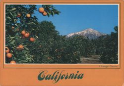 Orange Grove with Snow-Capped Mountains, California Postcard