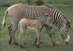Grevy's Zebra & Foal, Largest Horse Family Member Postcard