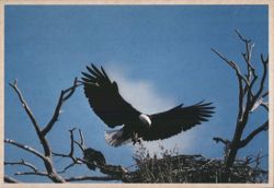 Bald Eagle Returning to Nest Postcard