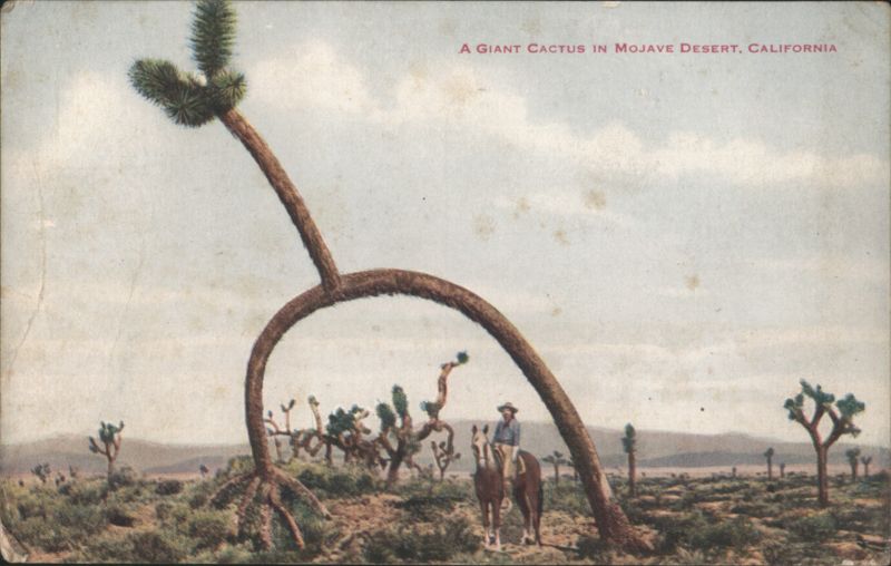 Giant Cactus, Mojave Desert, California