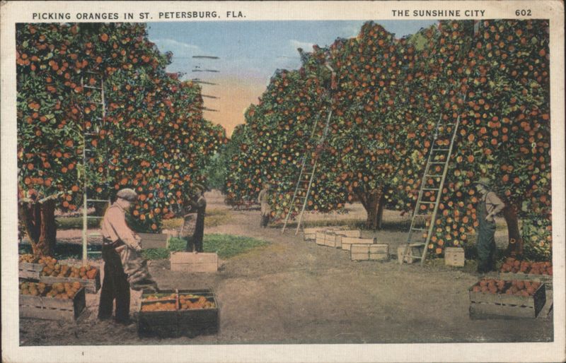 Picking Oranges, St. Petersburg, FL - The Sunshine City Florida
