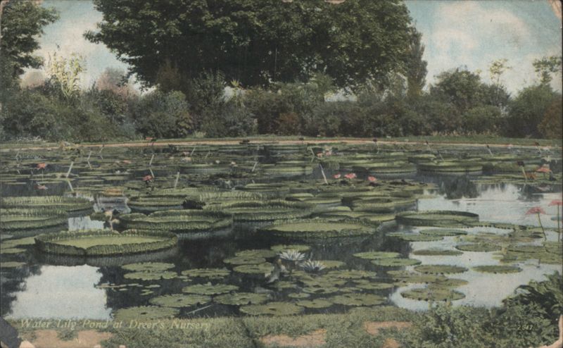 Water Lily Pond at Dreer's Nursery Philadelphia Pennsylvania