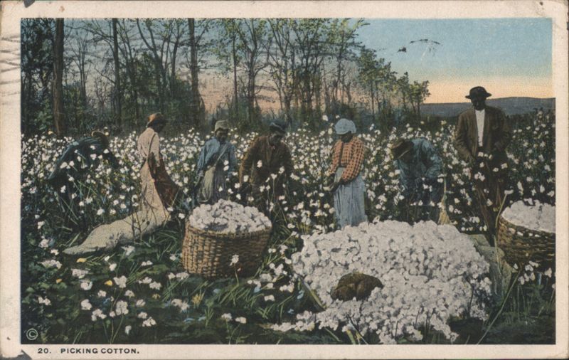 Picking Cotton Farming