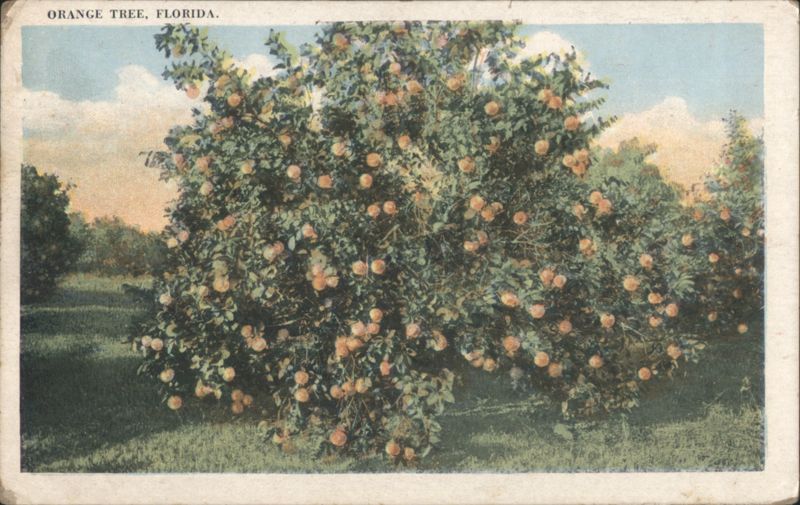 Orange Tree, Florida Jacksonville