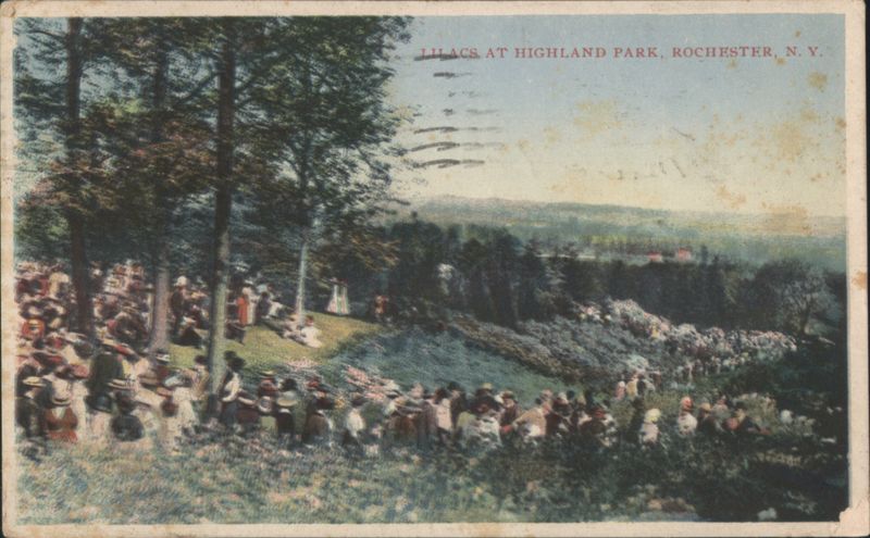 Lilacs at Highland Park Rochester New York