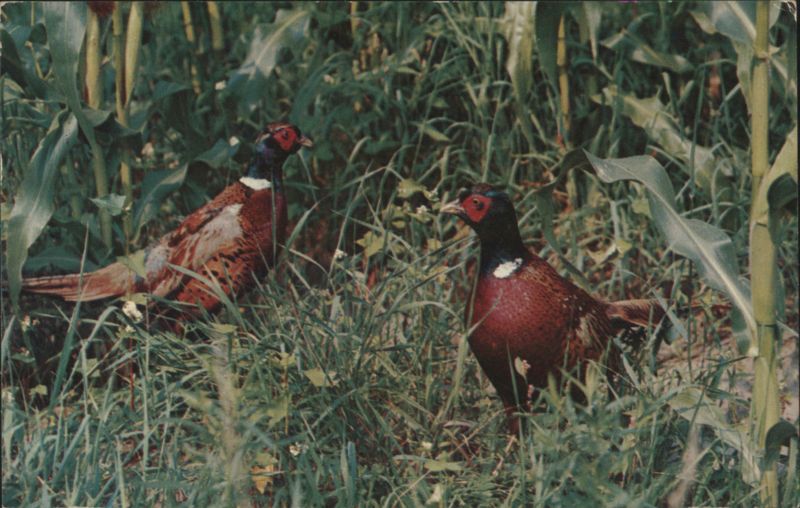 Ring-necked Pheasants, Number One Gamebird Valence