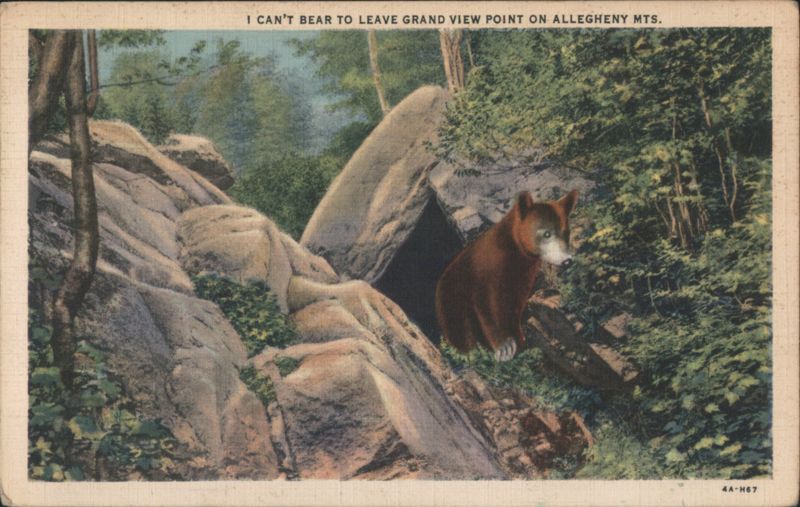 Bear at Grand View Point, Allegheny Mountains Central City Pennsylvania