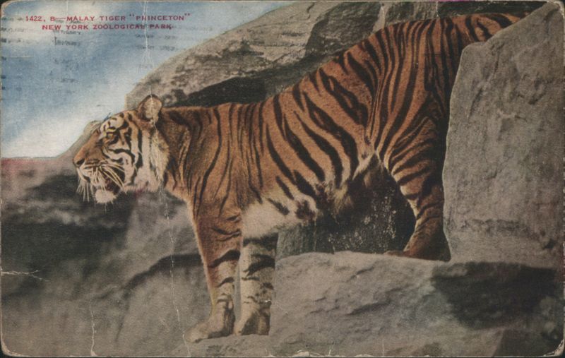 Malay Tiger 'Princeton' at New York Zoological Park