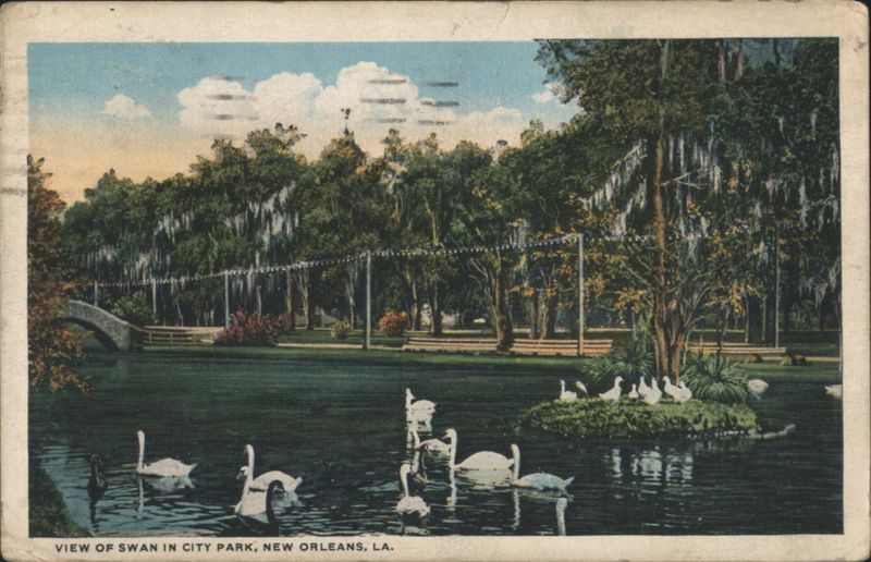 Swans in City Park, New Orleans Louisiana