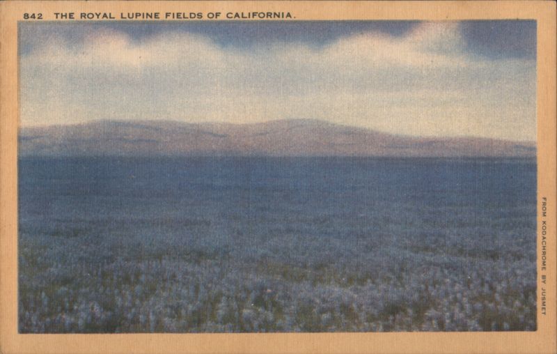 The Royal Lupine Fields of California Jusmet