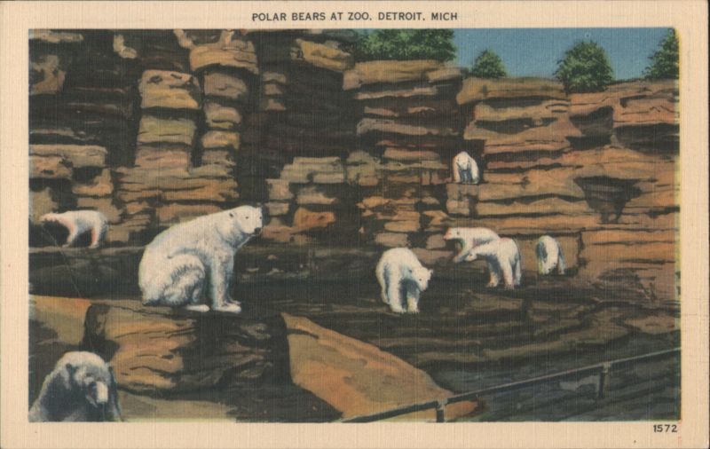 Polar Bears at Zoo, Detroit, MI Michigan