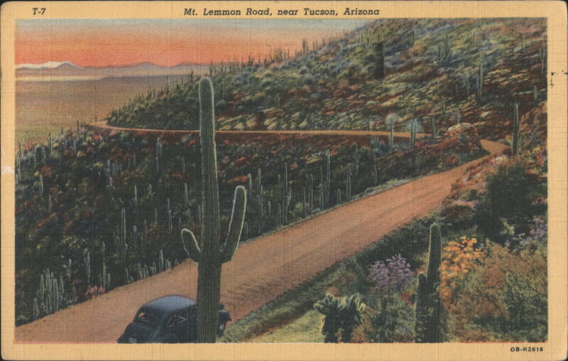 Mt. Lemmon Road, Saguaro Cacti Tucson Arizona