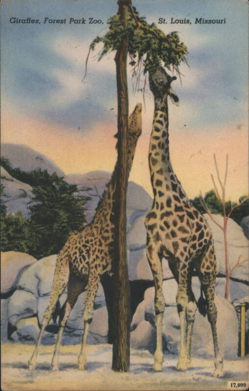 Giraffes, Forest Park Zoo St. Louis Missouri