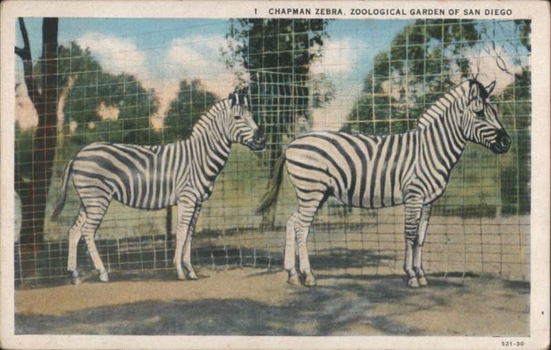 Chapman Zebras, Zoological Garden of San Diego California