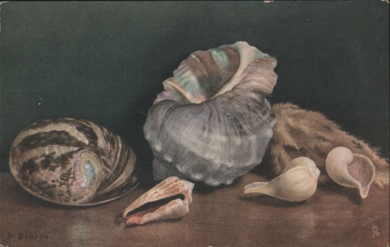 Sea Shells Still Life: Haliotis, Turbo, Strombus D. Deucou