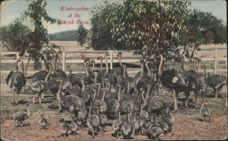 Kindergarten at the Ostrich Farm Ostriches
