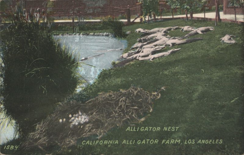 Alligator Nest, California Alligator Farm Los Angeles