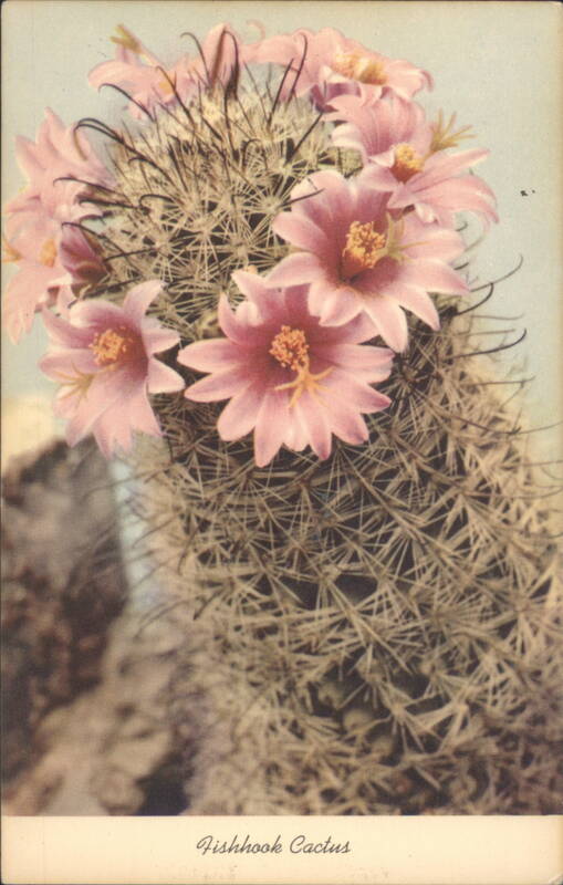 Fishhook Cactus with Pink Blooms Cactus & Desert Plants