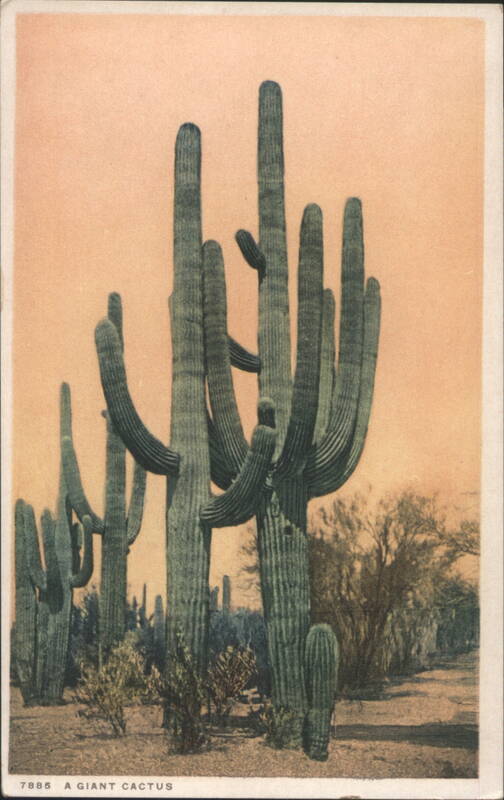 Giant Cactus Saguaro Desert Landscape Cactus & Desert Plants
