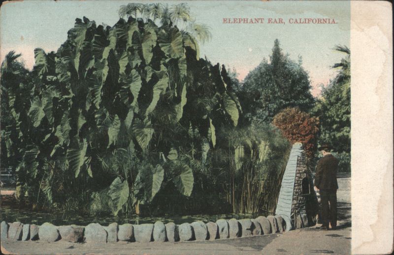 Elephant Ear Plants, California
