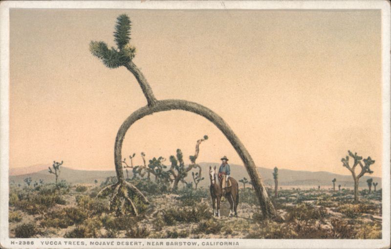 Yucca Trees, Mojave Desert, Man on Horseback, Barstow, CA California