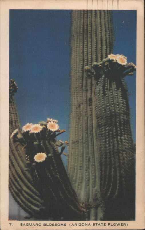 Saguaro Blossoms (Arizona State Flower) Phoenix