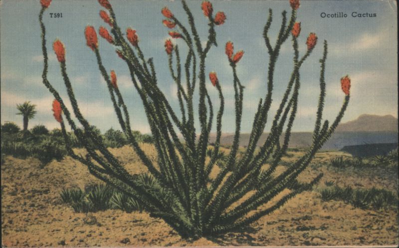 Ocotillo Cactus with Red Blooms Cactus & Desert Plants