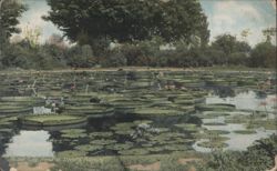 Water Lily Pond at Dreer's Nursery Postcard
