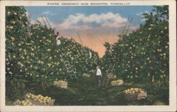Picking Grapefruit near Bradenton Postcard