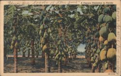 A Papaya Plantation in Florida Postcard