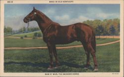 Man O' War, The Wonder Horse, Bred in Old Kentucky Postcard