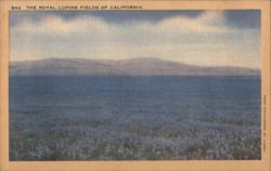 The Royal Lupine Fields of California Postcard