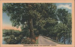 Tree-Lined Road View Postcard